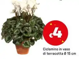 Iper La Grande Ciclamino in vaso di terracotta Ø 15 cm offerta