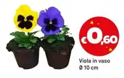 Iper La Grande Viola in vaso Ø10 cm offerta