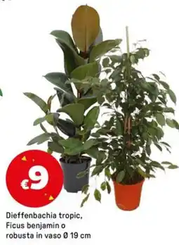 Iper La Grande Dieffenbachia tropic, Ficus benjamin o robusta in vaso Ø19 cm offerta