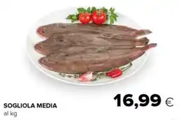 Tigre Sogliola media offerta