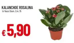 IperFamila Kalanchoe rosalina offerta