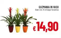 IperFamila Guzmania in vaso offerta