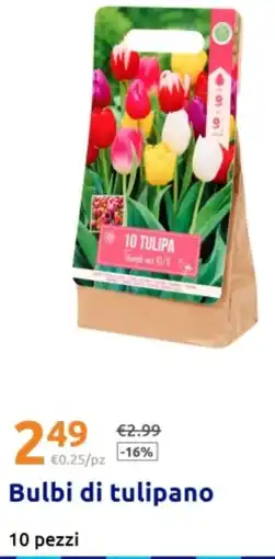 Action Bulbi di tulipano offerta