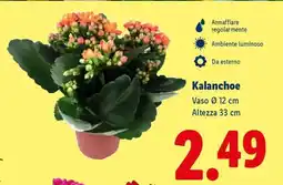 Lidl Kalanchoe offerta