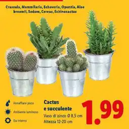 Lidl Cactus e succulente offerta