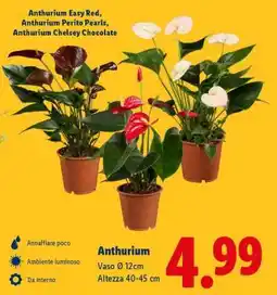 Lidl ANTHURIUM offerta
