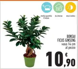 Conad Bonsai Ficus Ginseng offerta