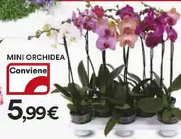 Coop MINI ORCHIDEA offerta