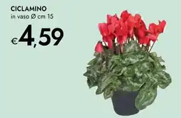 Bennet Ciclamino offerta