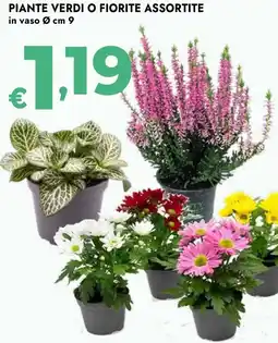 Bennet Piante verdi o fiorite assortite offerta
