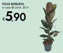 Bennet Ficus robusta offerta