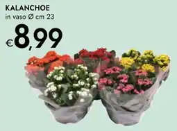 Bennet Kalanchoe offerta