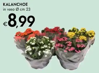 Bennet Kalanchoe offerta