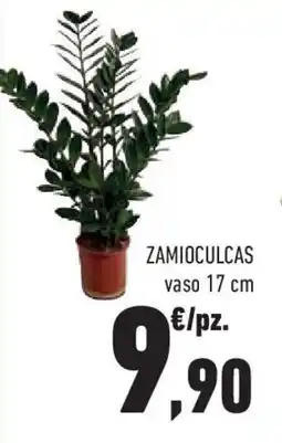 Conad Superstore Zamioculcas offerta