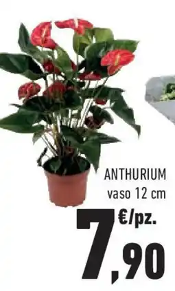 Conad Superstore Anthurium offerta