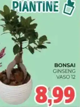 Eté Bonsai ginseng vaso 12 offerta