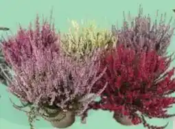 Eté Lilium vaso 13/14 offerta