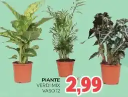Eté Piante verdi mix vaso 12 offerta
