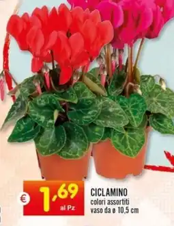 Centro Commerciale Discount Ciclamino colori assortiti offerta