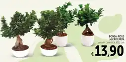 Spazio Conad Bonsai ficus microcarpa offerta