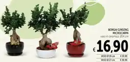 Spazio Conad Bonsai ginseng microcarpa offerta
