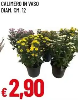 Famila Calimero in vaso diam. cm. 12 offerta