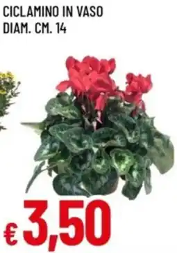 Famila Ciclamino in vaso diam. cm. 14 offerta