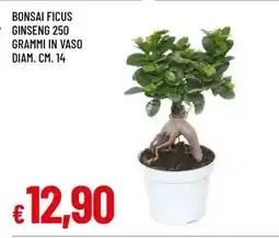Famila Bonsai Ficus Ginseng offerta