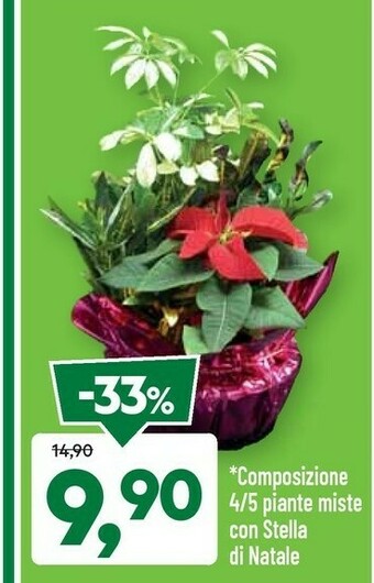 DPiù Composizione 4/5 piante miste con stella di natale offerta