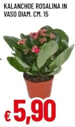 Famila Kalanchoe rosalina in vaso diam. cm. 15 offerta