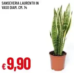 Famila Sanseveria laurentii in vaso offerta