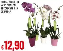 Famila Phalaenospis in vaso diam. cm. 12 con caspo' in ceramica offerta
