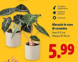 Lidl Alocasia in vaso di ceramica offerta