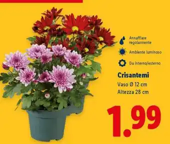 Lidl Crisantemi offerta