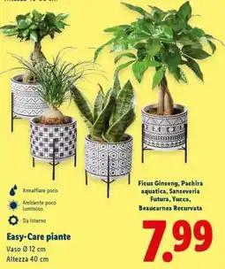 Lidl Easy-Care piante offerta