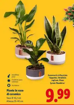 Lidl Piante in vaso di ceramica offerta