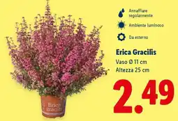 Lidl Erica Gracilis offerta