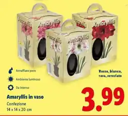 Lidl Amaryllis in vaso offerta