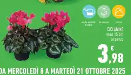 Conad CICLAMINO offerta