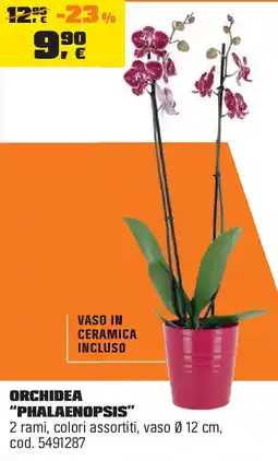 OBI Orchidea "phalaenopsis" offerta