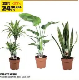 OBI Piante verdi offerta