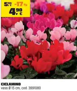 OBI Ciclamino offerta