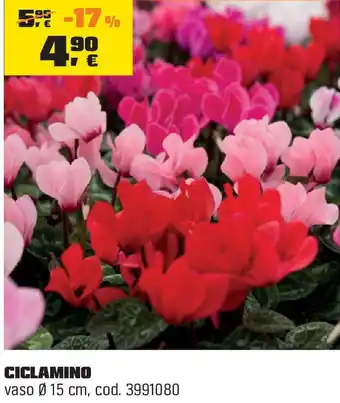OBI Ciclamino offerta