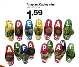 In'S Mercato Alfaplant Cactus mini offerta