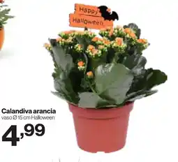 In'S Mercato Calandiva arancia offerta