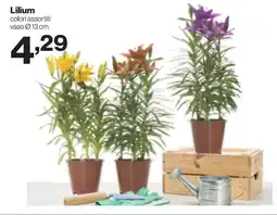 In'S Mercato Lilium offerta