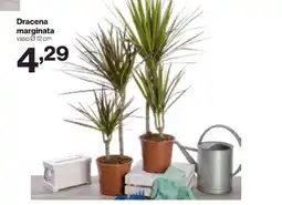 In'S Mercato Dracena marginata offerta