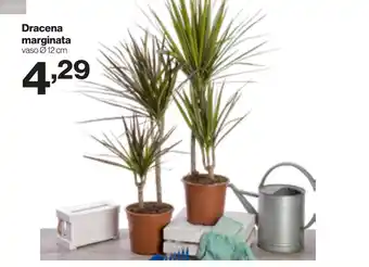 In'S Mercato Dracena marginata offerta