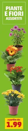 PENNY Piante e fiori offerta