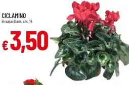 Galassia Ciclamino offerta